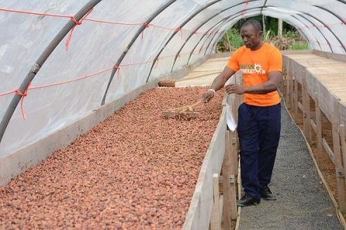 19/10/21 Cacao : baisse projetée de la production du Cameroun au cours de la saison 2021-2022